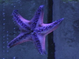 AQUALAR, океанариум